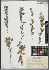 Foto von Salix repens subsp. repens L.